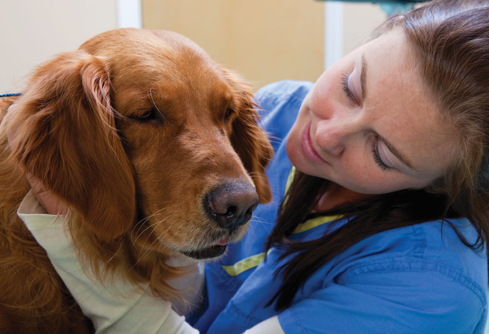 Veterinary Assistant - St Lawrence